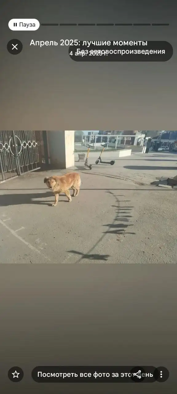 Ищу пропавшую собаку (пшеничного окраса) и возможную с течной сукой в Энгельсе - Потерянные и найденные животные (Животные) в Энгельс