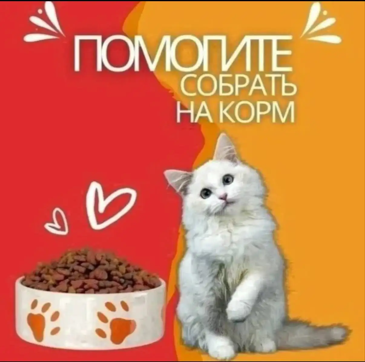 Кошечки Соня и Матрёшка ищут дом - Животные в Саратов