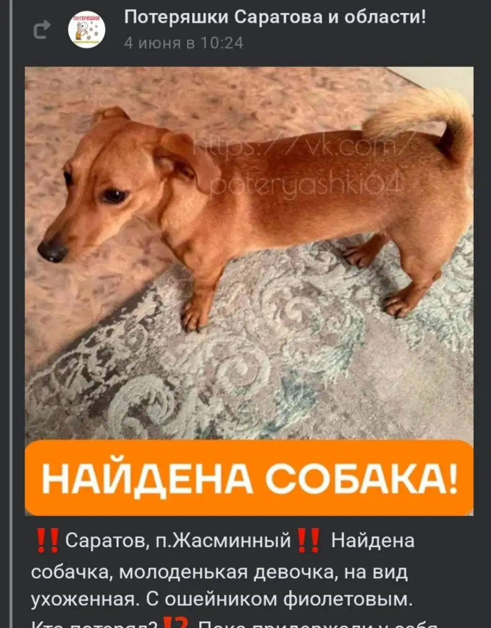 Срочно! Потерялась собака на Мясницкой - Собаки (Животные) в Саратов
