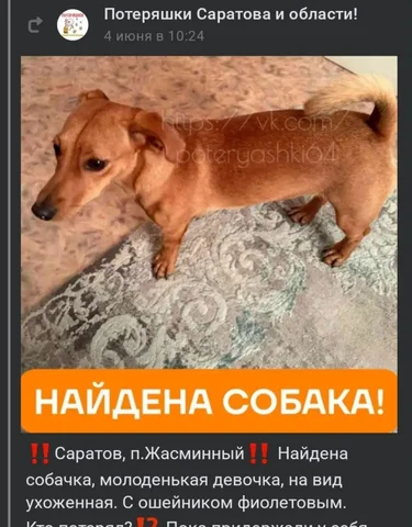 Срочно! Потерялась собака на Мясницкой - Передержка животных в Саратов
