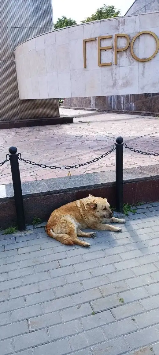 Пропал пёс Бублик - Потеряшки (Животные) в Саратов