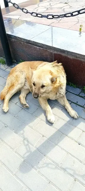 Пропал пёс Бублик, требуется помощь в поиске - Передержка животных в Саратов