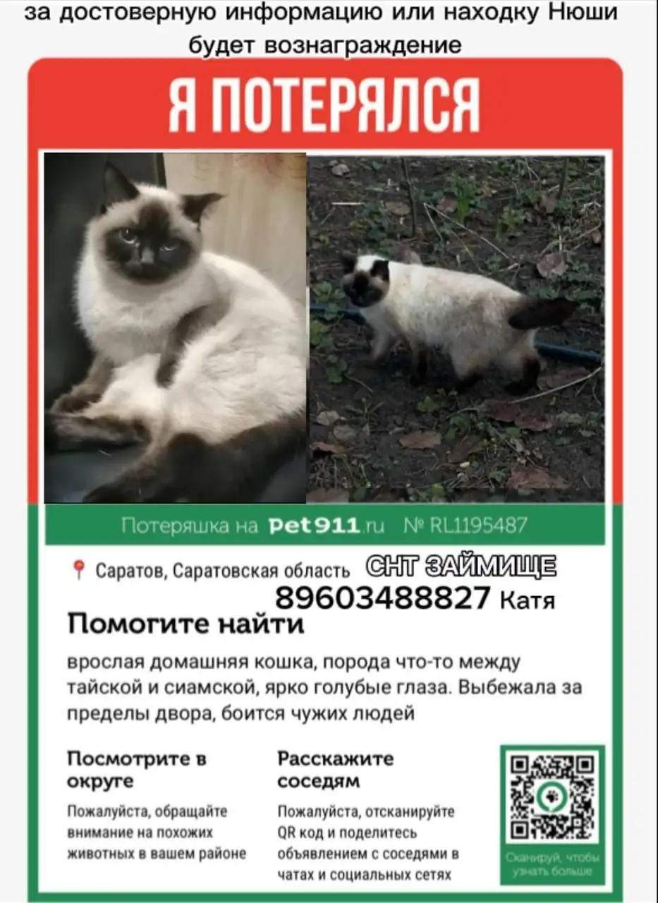 Потеряна сиамская кошка в Саратове - Кошки (Животные) в Саратов
