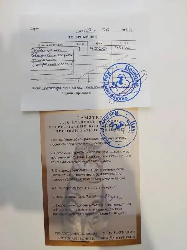 Сбор на стерилизацию кошечки в Дергачах - Животные в Дергачи