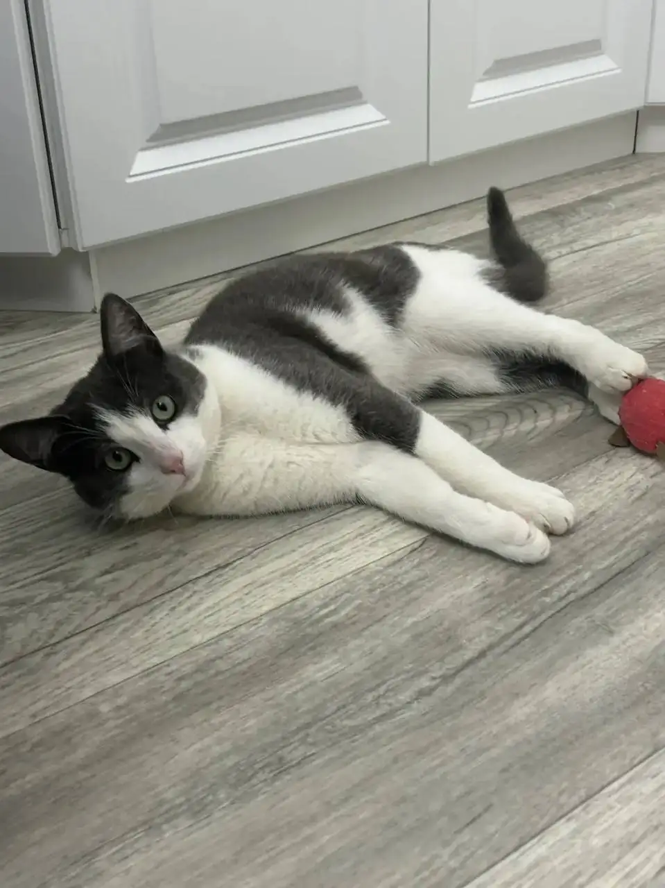 Молодой кастрированный котик ищет дом - Кошки (Животные) в Саратов