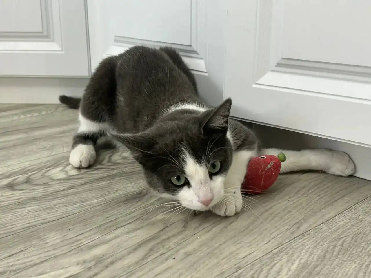 Молодой кастрированный котик ищет дом - Кошки (Животные) в Саратов
