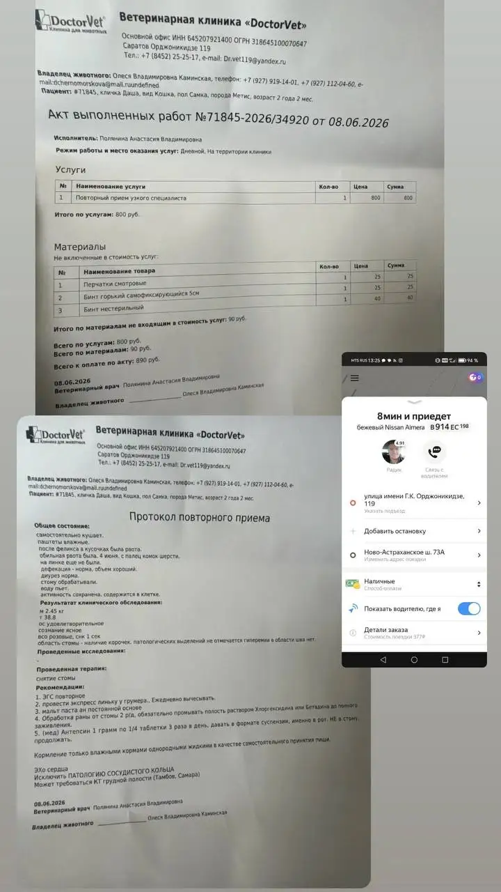 Сбор на Дашу — срочная помощь - Животные в Саратов