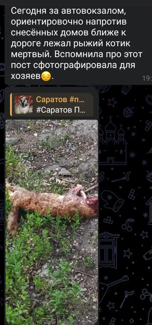 Потеряшки. Рыжий - Животные в Саратов