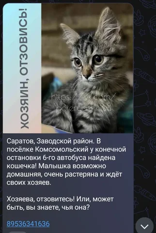 Потеряшки: #лесной | chat | date - частное объявление в Саратов