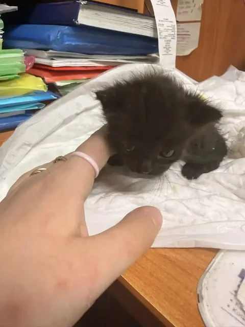 Срочная помощь котенку 2 недель - частное объявление в Саратов