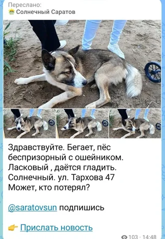 Потеряшки в Солнечном, Саратов - частное объявление в Саратов