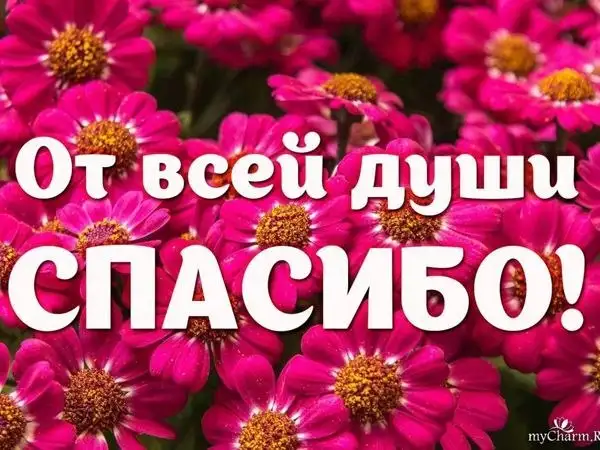 Сбор средств на передержку собаки Найды - Передержка животных (Животные) в Саратов