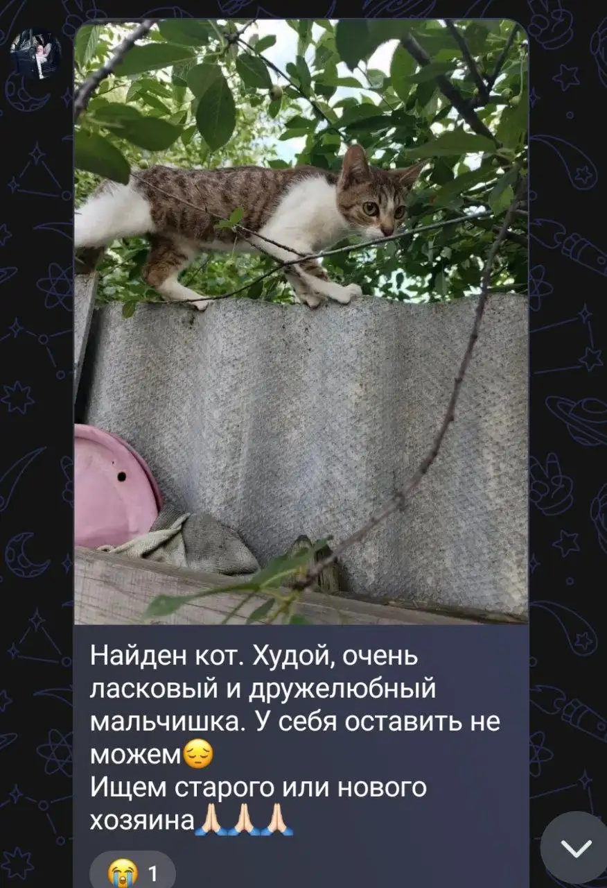 Потеряшка: #лесной, Саратов - Потеряшки (Животные) в Саратов