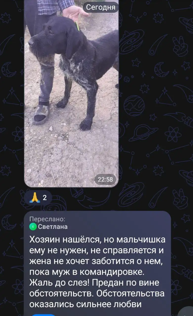 Потеряшки в Саратове - Потерянные животные (Животные) в Саратов