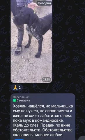 Потеряшки в Саратове - Передержка животных в Саратов
