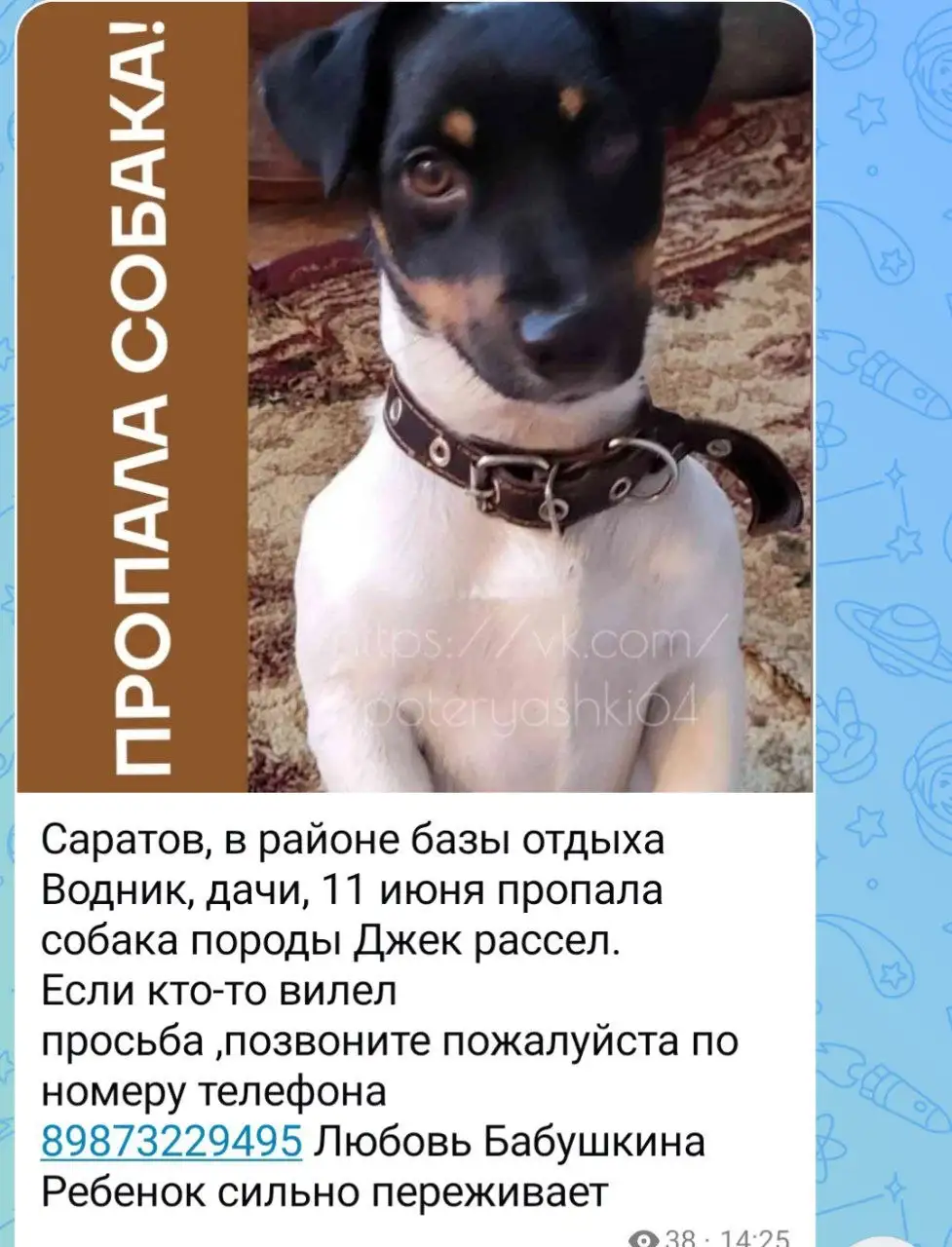 Потеряшка джек рассел - Потеряшки (Животные) в Саратов