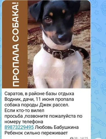 Потеряшка джек рассел - Потеряшки в Саратов