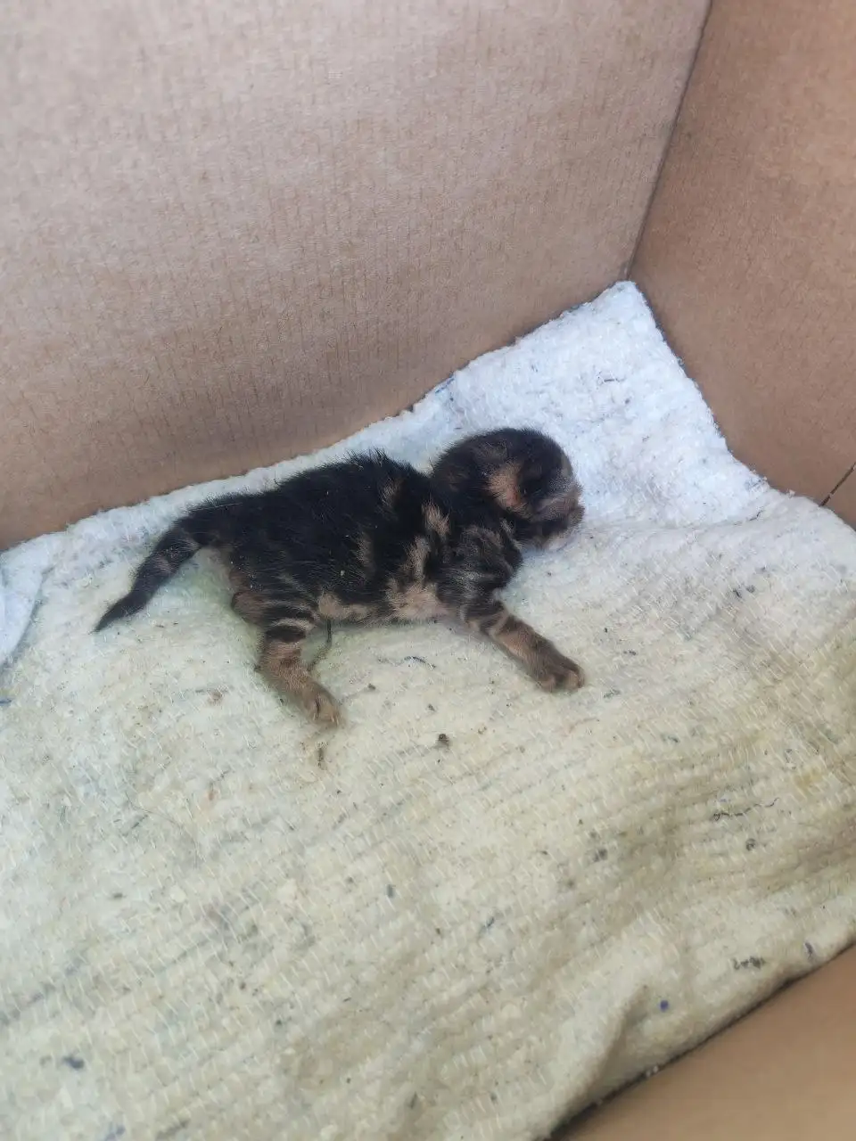 Срочно! Нужна кормящая кошка или человек для выкармливания котенка - Кошки (Животные) в Энгельс