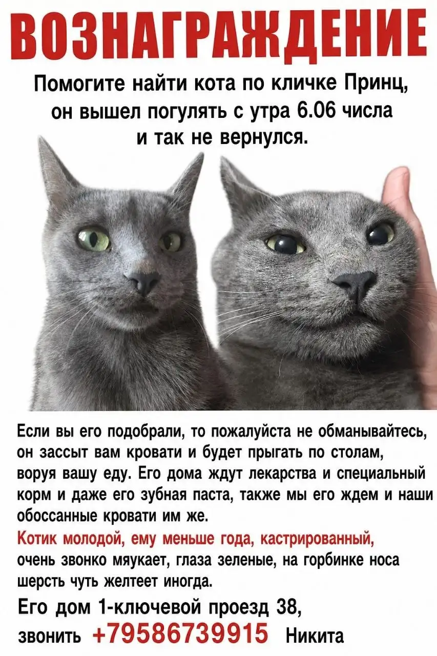 Потерялся кот - Потеряшки (Животные) в Саратов