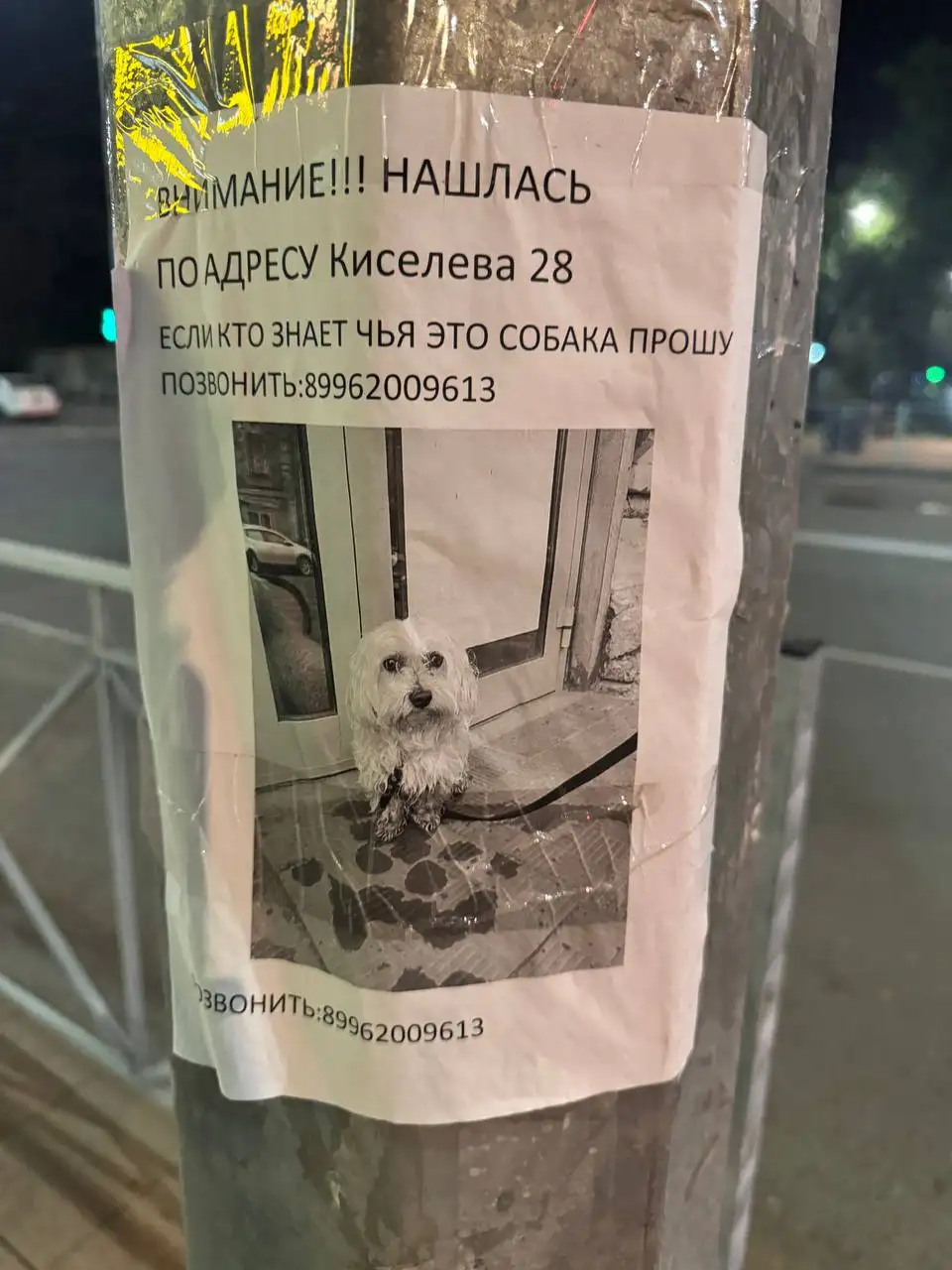 Потеряшка в районе Рахова/Кутякова - Потеряшки (Животные) в Саратов