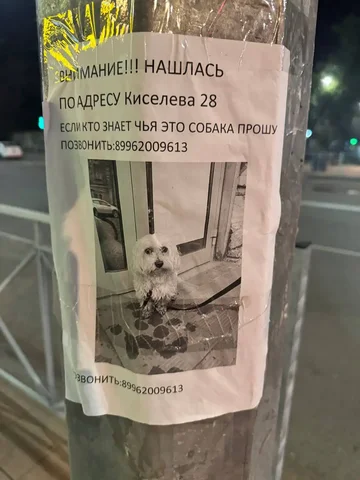 Потеряшка в районе Рахова/Кутякова - частное объявление в Саратов