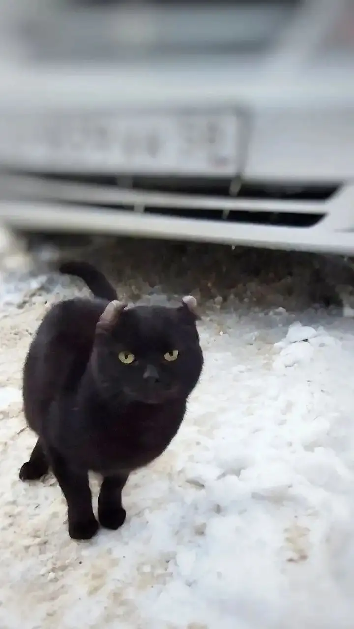 Спасение кота породы керл - Кошки (Животные) в Саратов