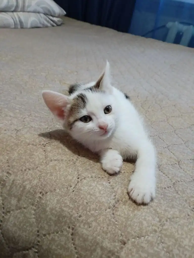 Отдам в добрые руки 2х кошек - Кошки (Животные) в Саратов