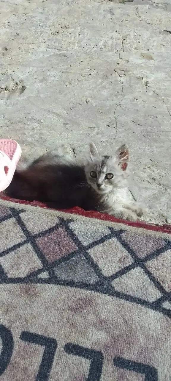 Котенок девучка ищет дом - Животные в Саратов