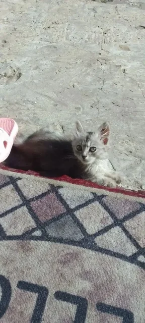 Котенок девучка ищет дом - частное объявление в Саратов