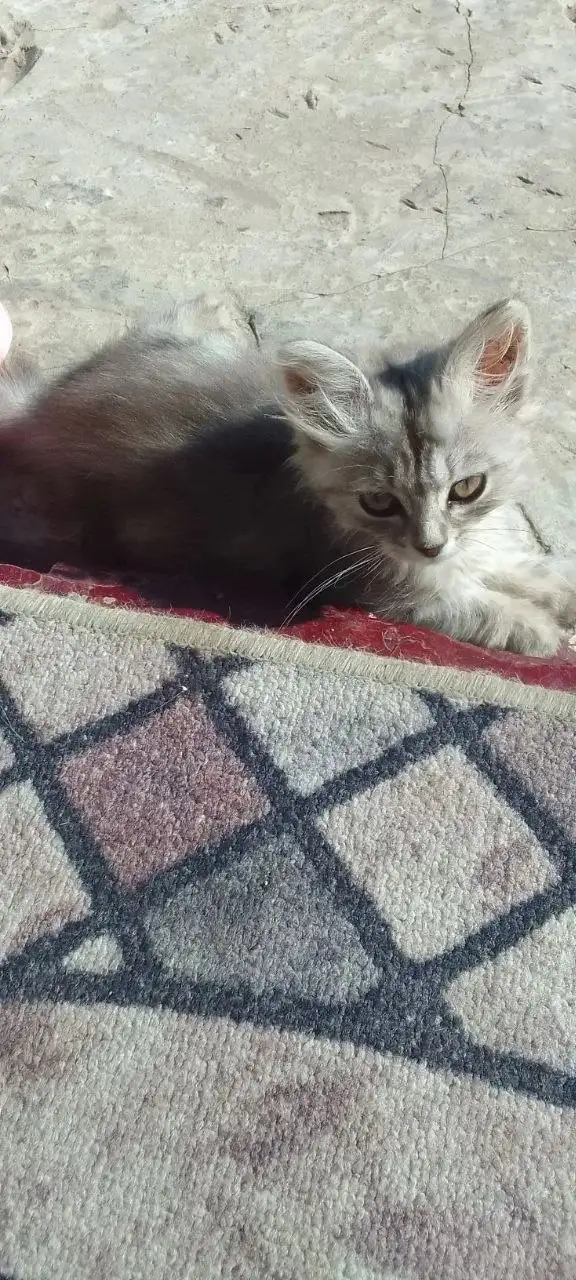 Котенок девучка ищет дом - Животные в Саратов