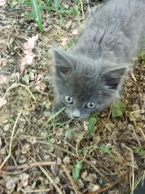 Котята ищут дом 🐱 - частное объявление в Саратов