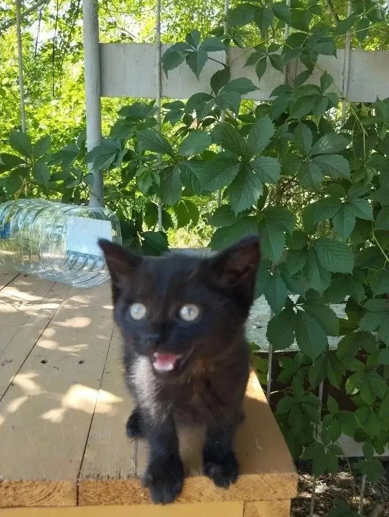 Котята ищут дом 🐱 - Кошки (Животные) в Саратов