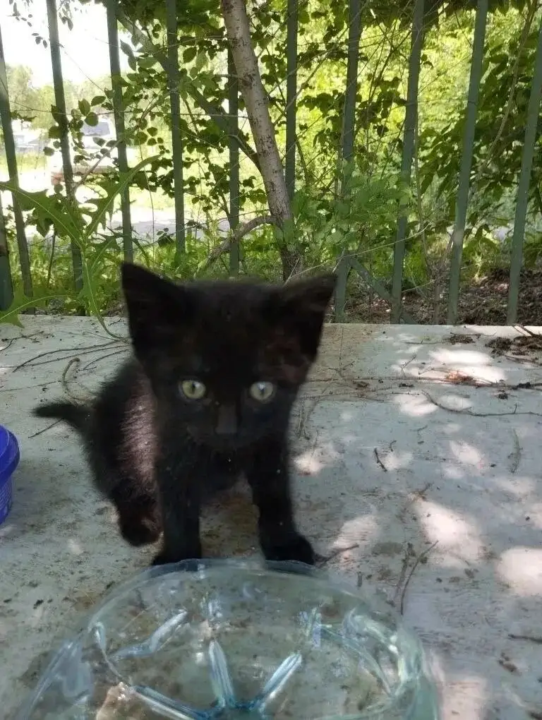 Котята ищут дом 🐱 - Кошки (Животные) в Саратов