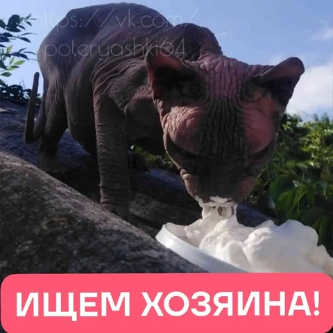 Отдам кошку породы Сфинкс, обгорела на солнце - Животные в Саратов