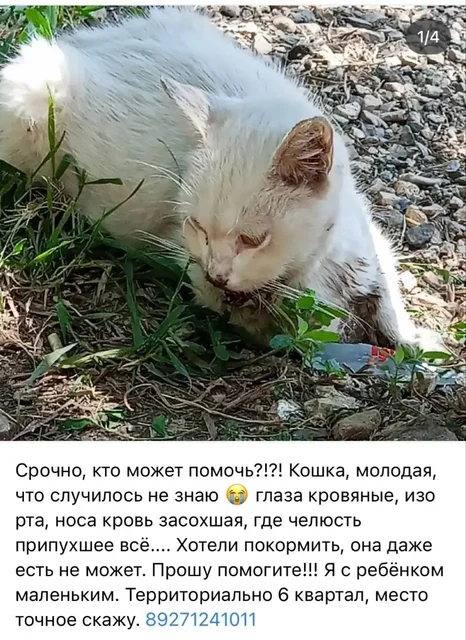 Срочная помощь раненой кошке в Саратове - Животные в Саратов