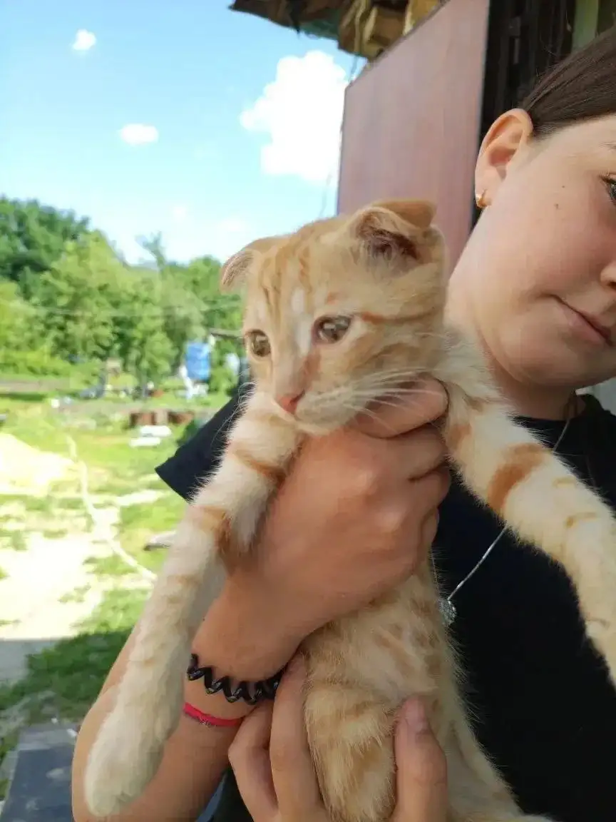 Прибился котенок, срочно ищет дом - Кошки (Животные) в Саратов
