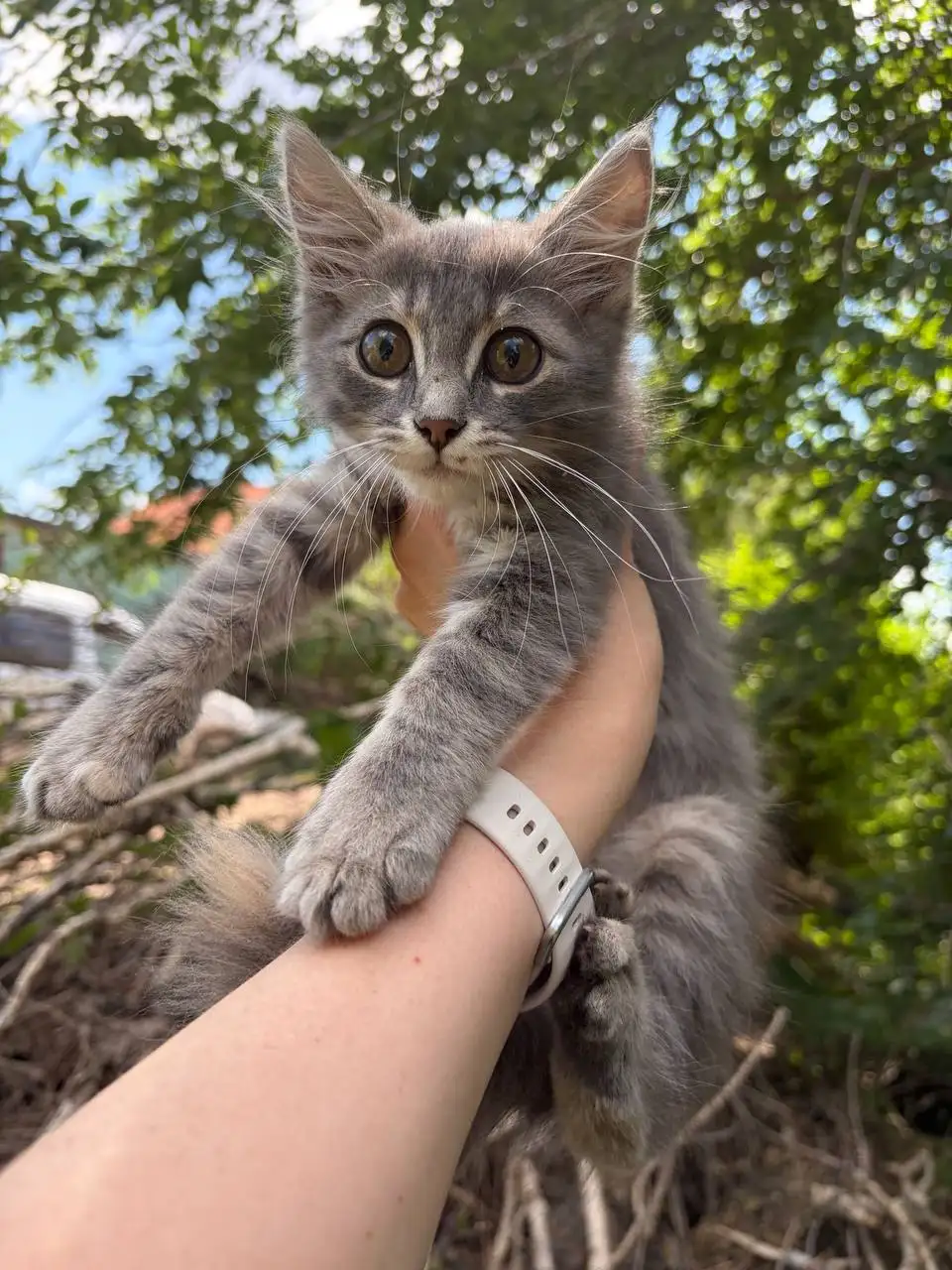 Котенок девочка ищет дом - Кошки (Животные) в Саратов