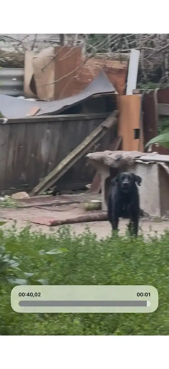 Помощь с привязанной собакой в Саратове - частное объявление в Саратов