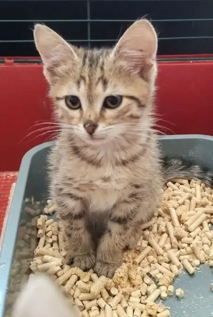 Пристрой котенка Тома в добрые руки - Кошки в Энгельс