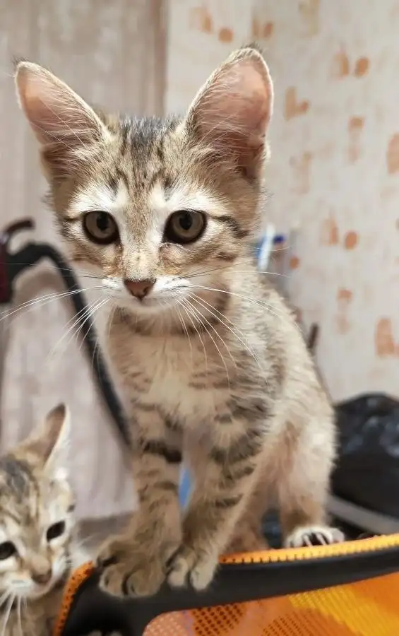 Пристрой котенка Тома в добрые руки - Кошки (Животные) в Энгельс