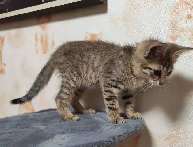 Пристрой котенка Тома в добрые руки - Кошки (Животные) в Энгельс