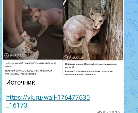 Потеряшки Саратов - список потерянных животных - Благотворительность для животных в Саратов