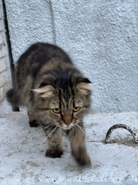 Нужна семья для кота - частное объявление в Саратов