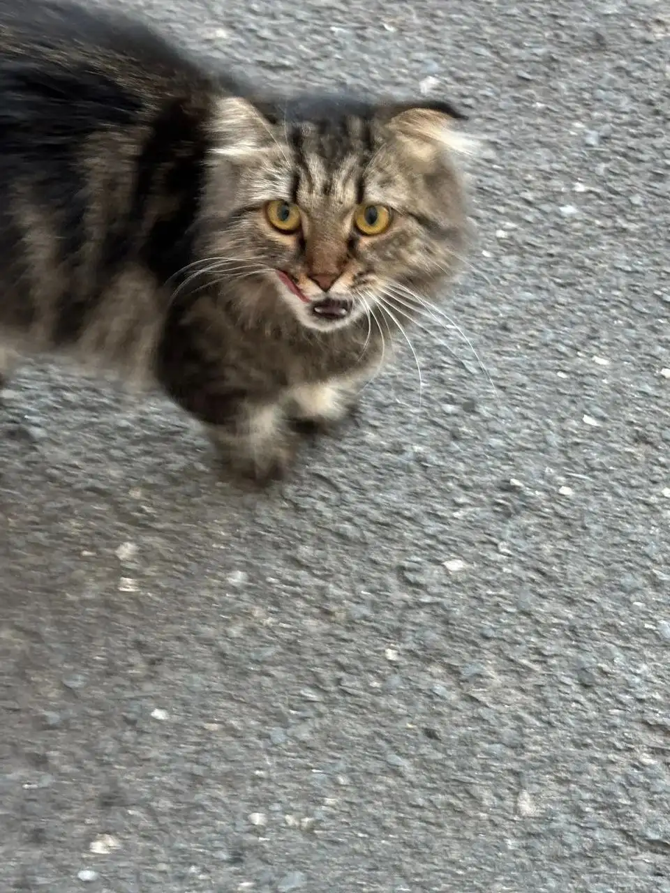 Нужна семья для кота - Животные в Саратов