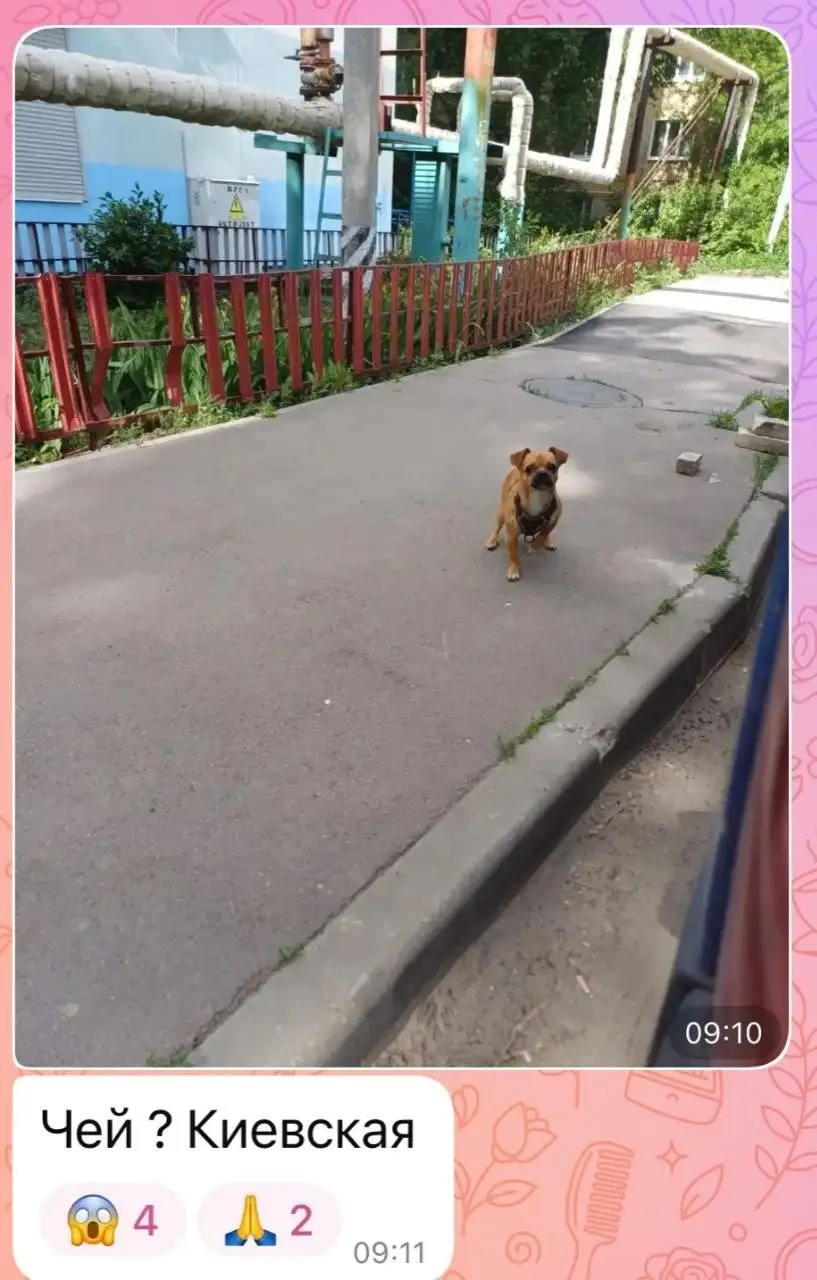 Объявление о потеряшках - Потеряшки (Животные) в Саратов