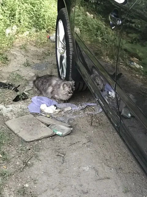 Потерялась кошка в Саратове - Кошки в Саратов