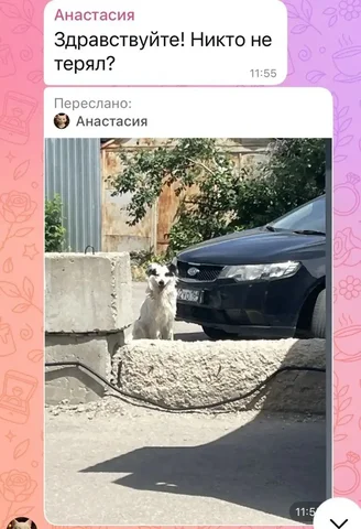Потеряшка возле ТЦ Город - частное объявление в Саратов