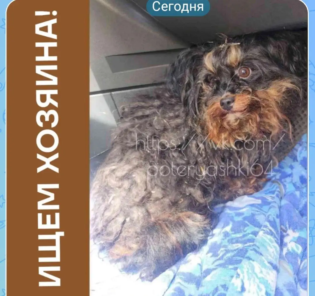 Потерялся русский той-терьер в Саратове - Потеряшки (Животные) в Саратов