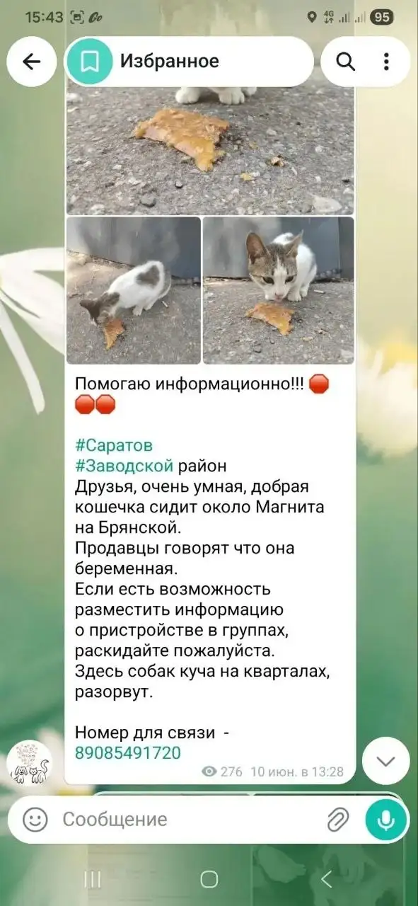 Срочная помощь беременной кошке в Заводском районе - Кошки (Животные) в Саратов