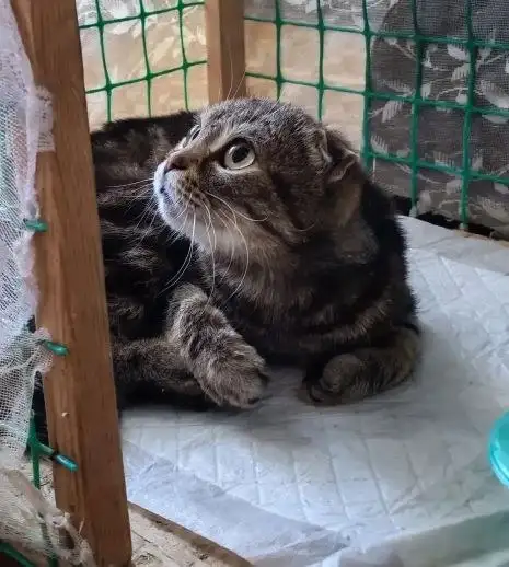 Сбор помощи для кошки инвалида с дисплазией лап - Животные в Саратов